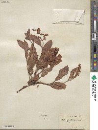 Rumex venosus image