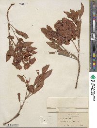 Rumex venosus image
