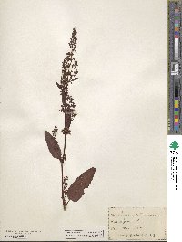 Rumex verticillatus image