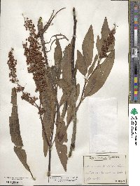 Rumex verticillatus image