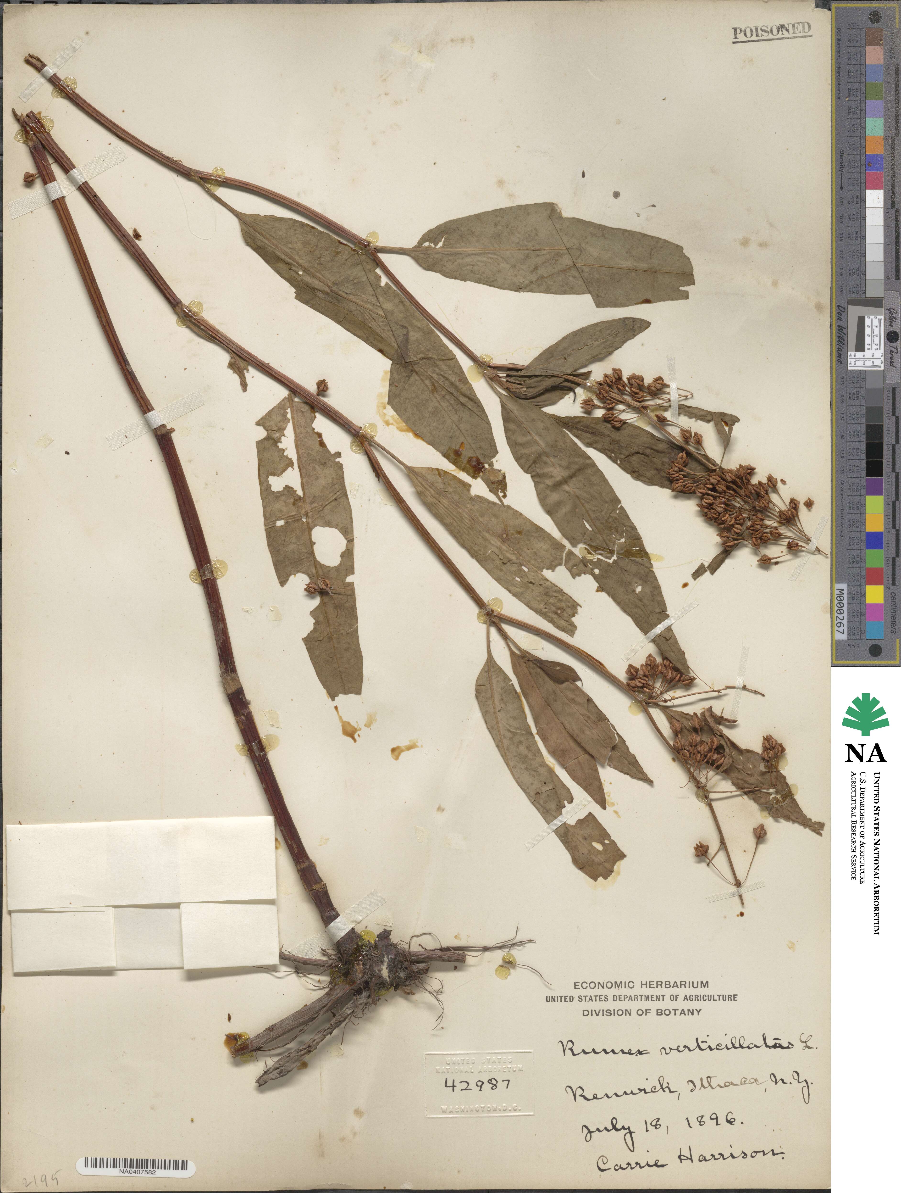 Rumex verticillatus image