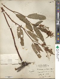 Rumex verticillatus image