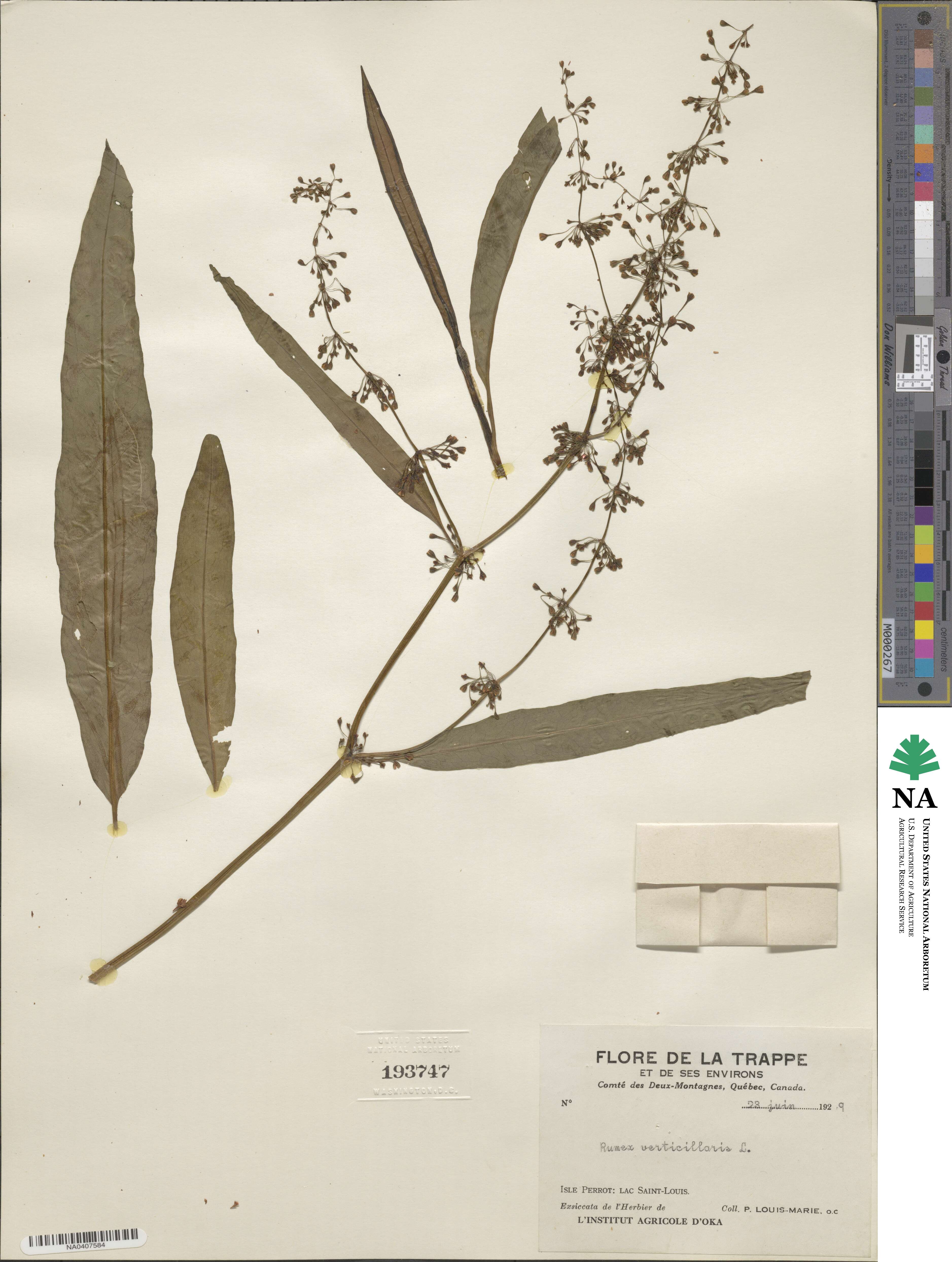Rumex verticillatus image