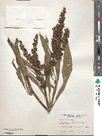 Rumex verticillatus image