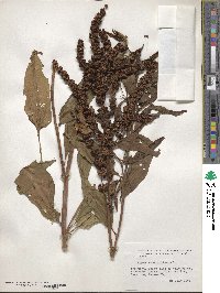 Rumex verticillatus image