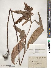 Rumex verticillatus image
