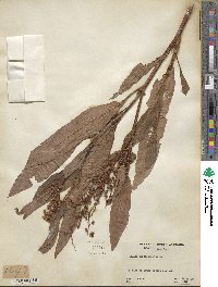 Rumex verticillatus image