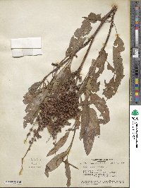 Rumex verticillatus image