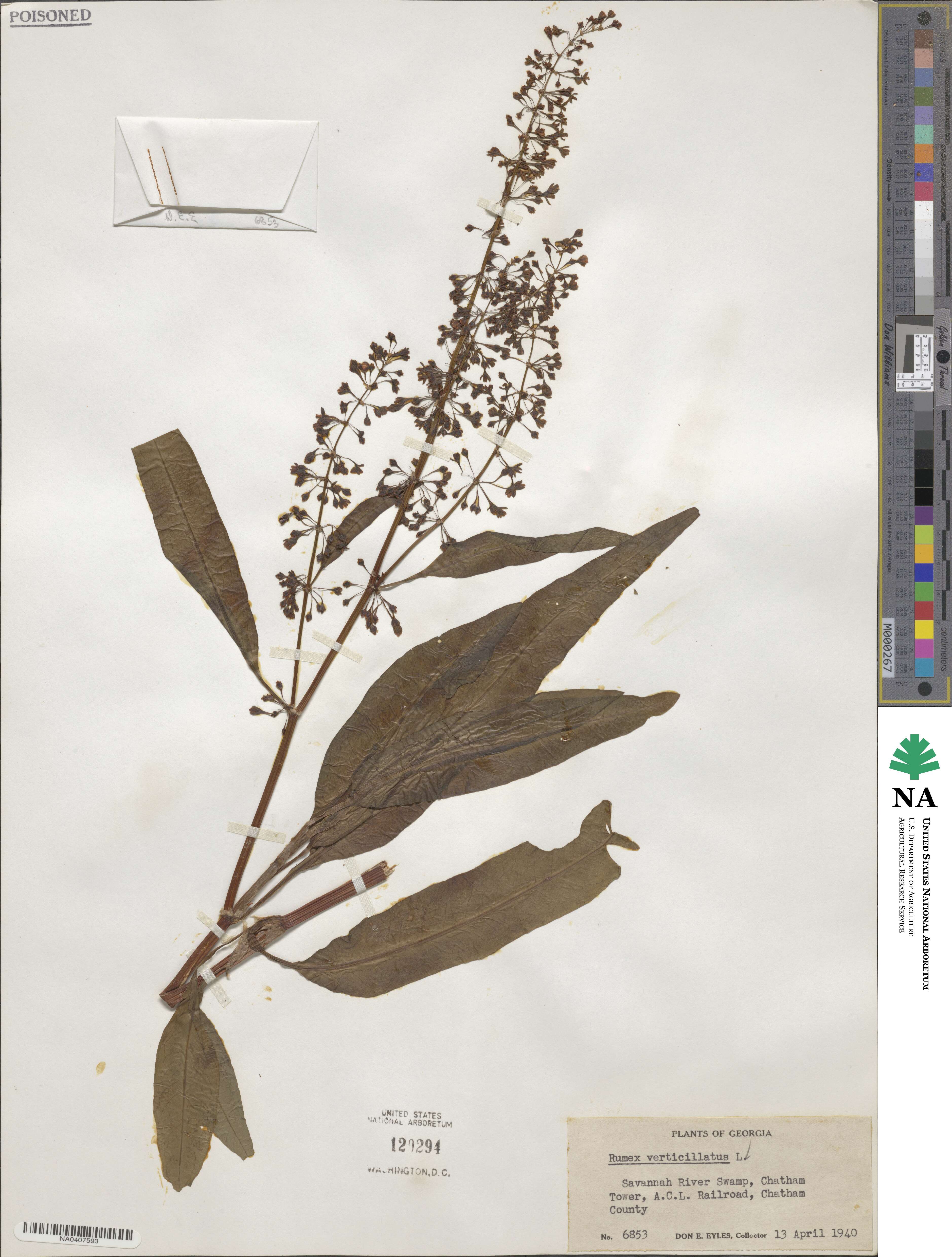Rumex verticillatus image