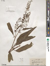 Rumex verticillatus image