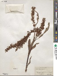 Rumex verticillatus image