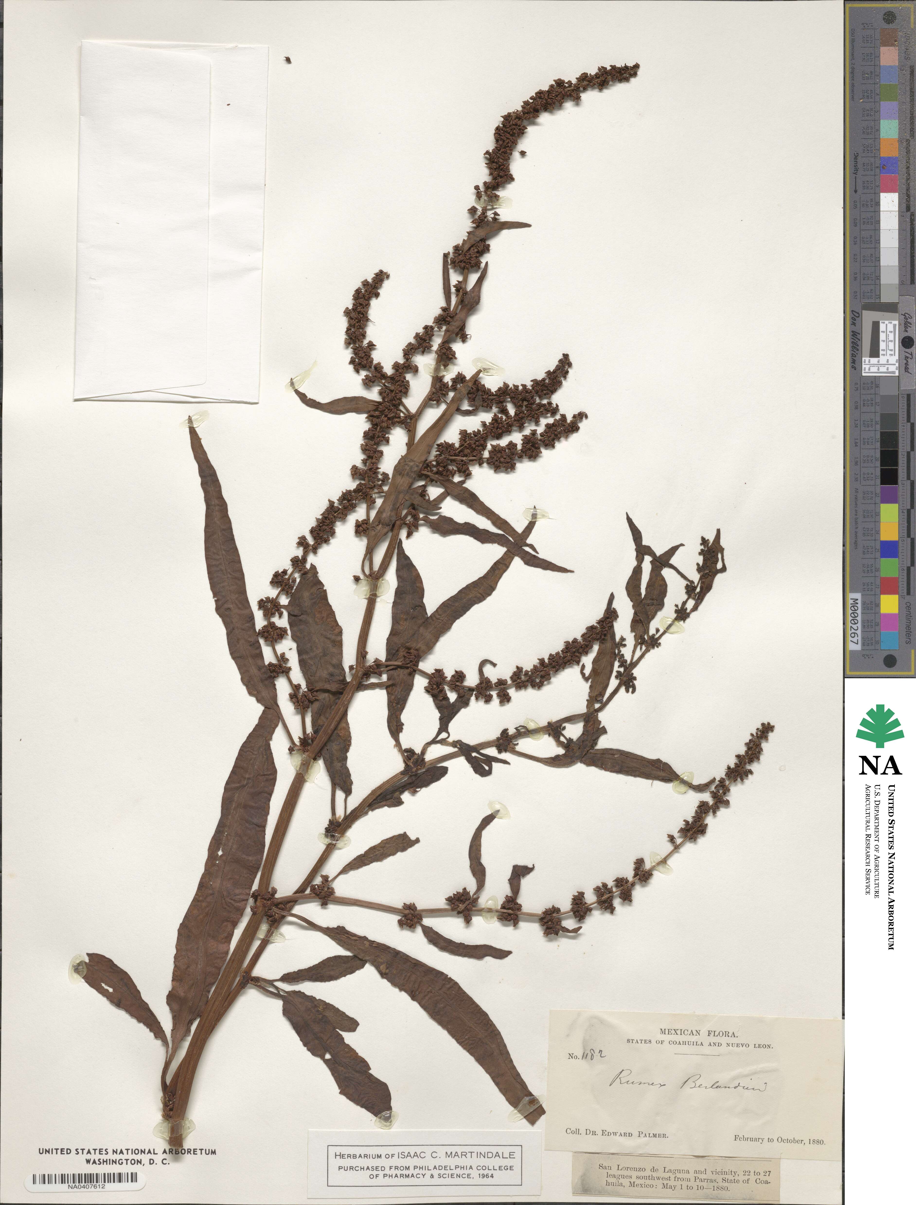 Rumex chrysocarpus image