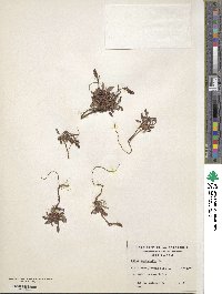 Rumex acetosella image