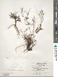 Rumex acetosella image