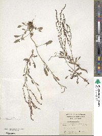 Rumex acetosella image