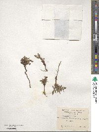 Rumex acetosella image