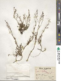 Rumex acetosella image