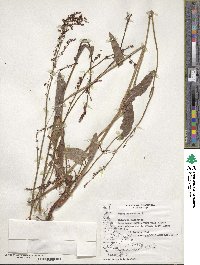 Rumex acetosella image