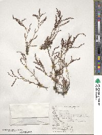 Rumex acetosella image
