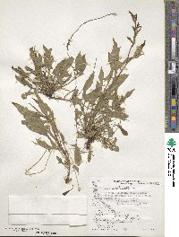 Rumex acetosella image