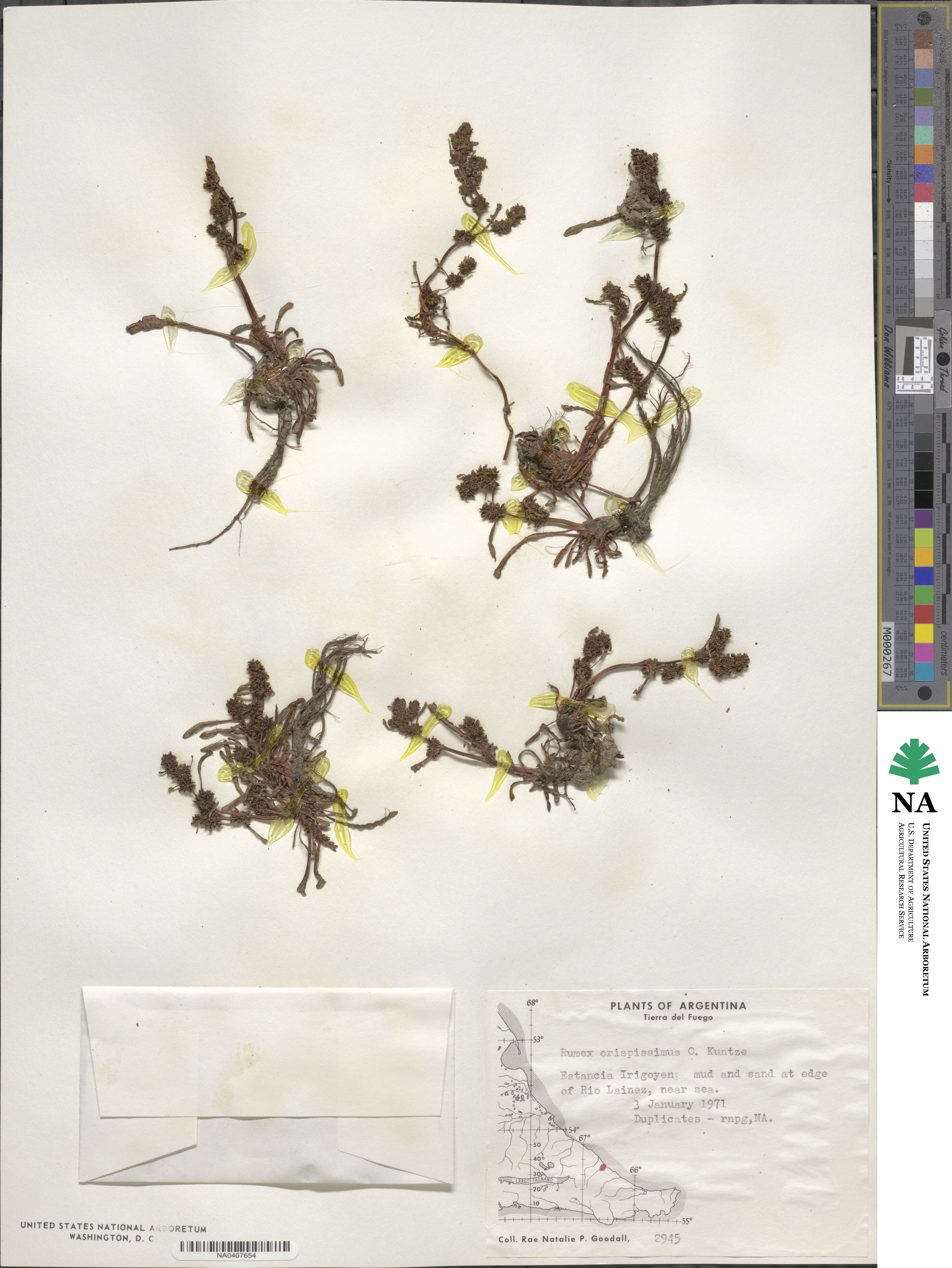 Rumex crispissimus image