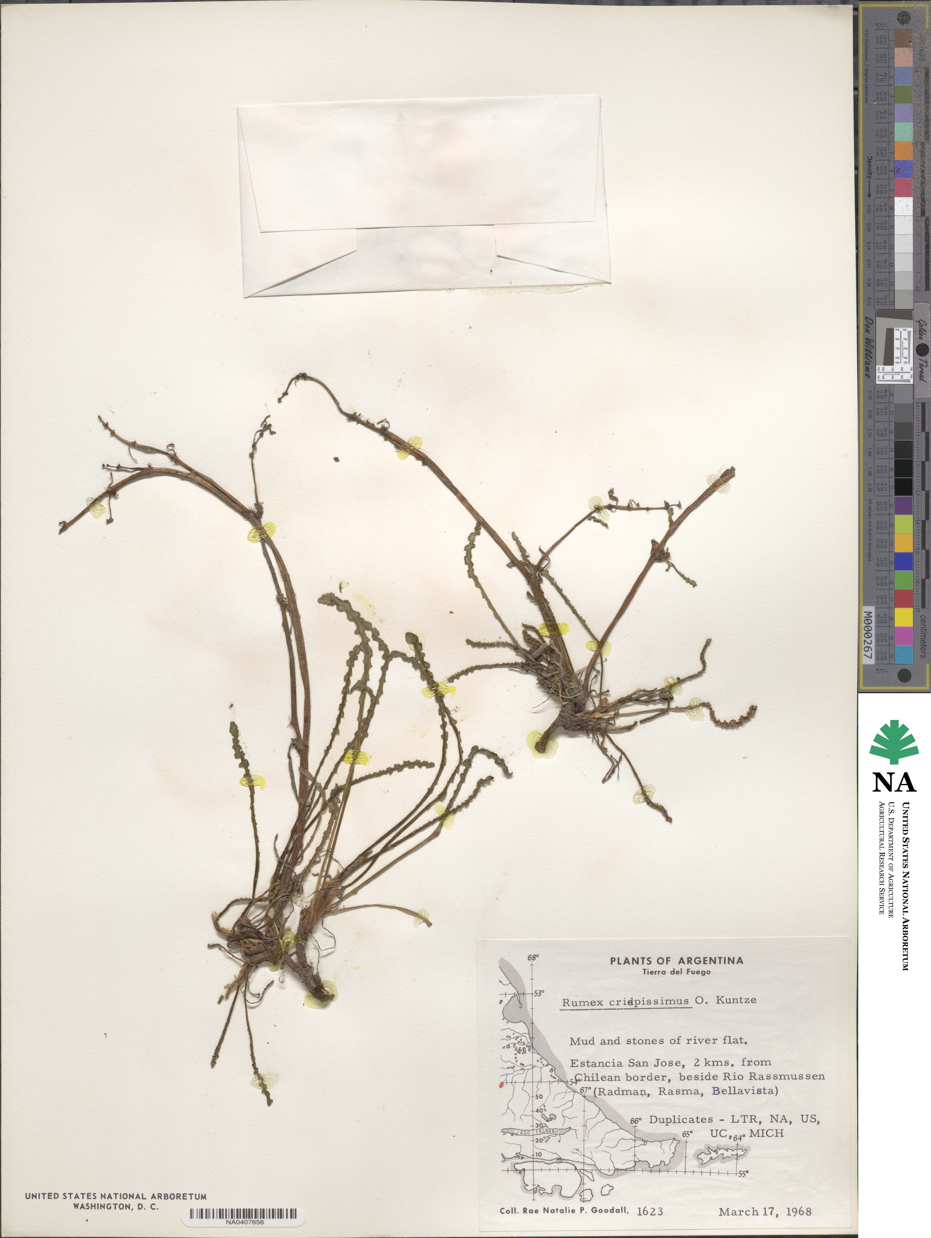 Rumex crispissimus image