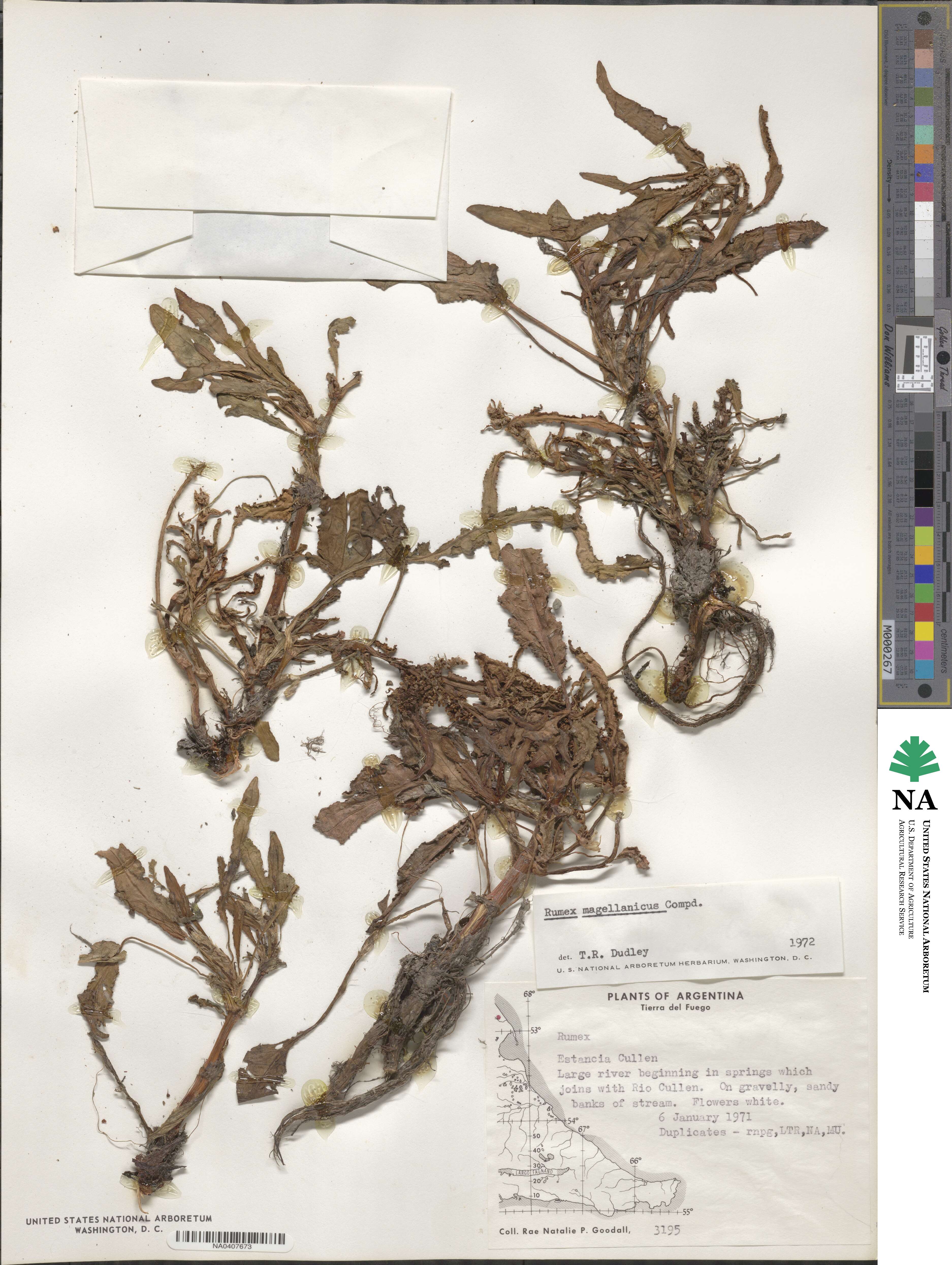 Rumex magellanicus image