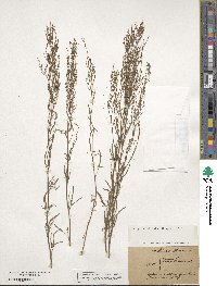 Rumex acetosella image