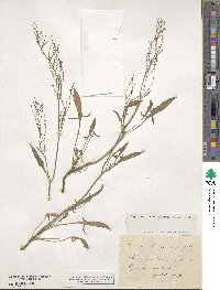 Rumex acetosella image
