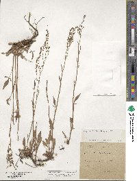 Rumex acetosella image