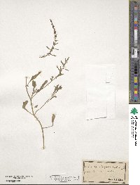 Rumex bucephalophorus image