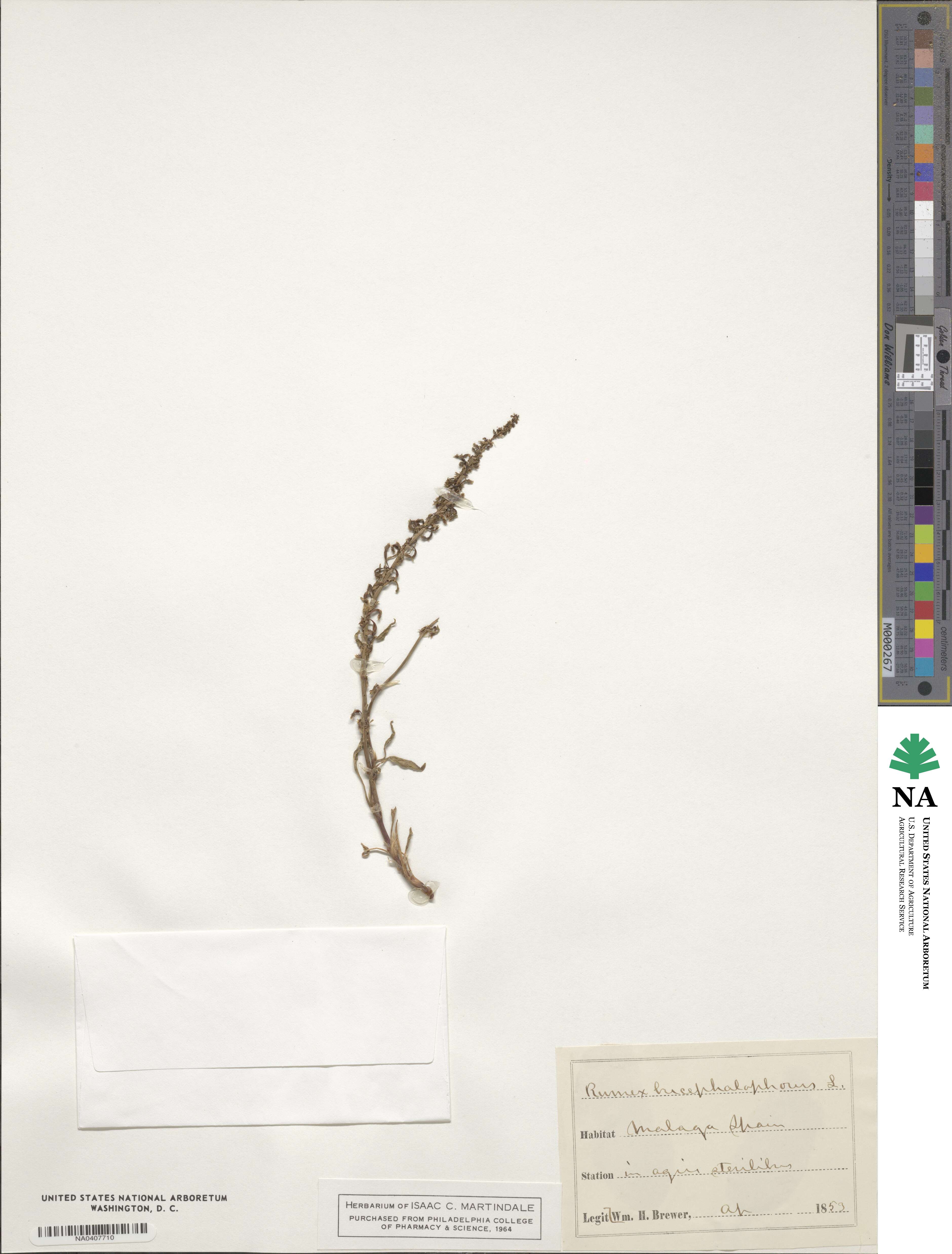 Rumex bucephalophorus image