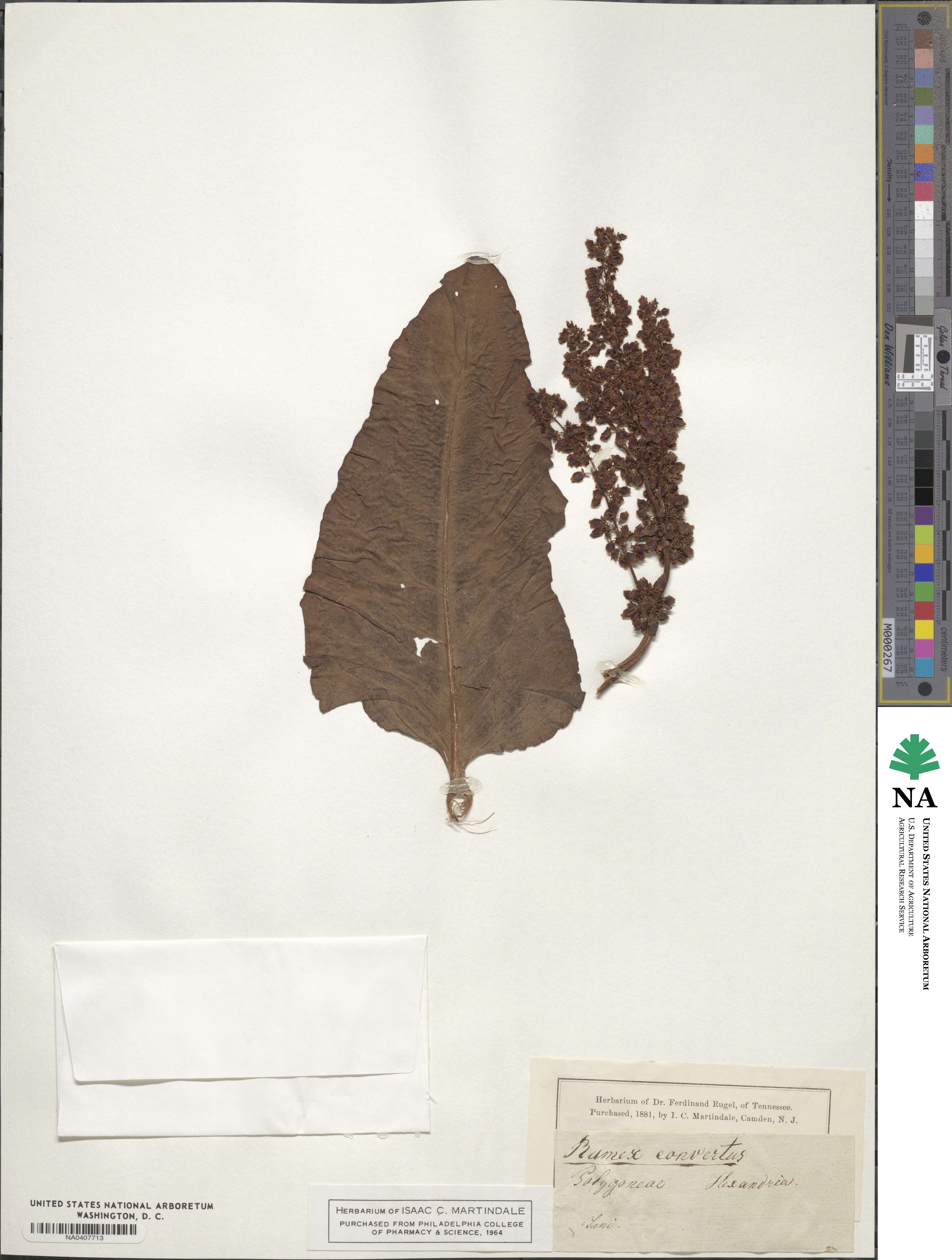 Rumex confertus image
