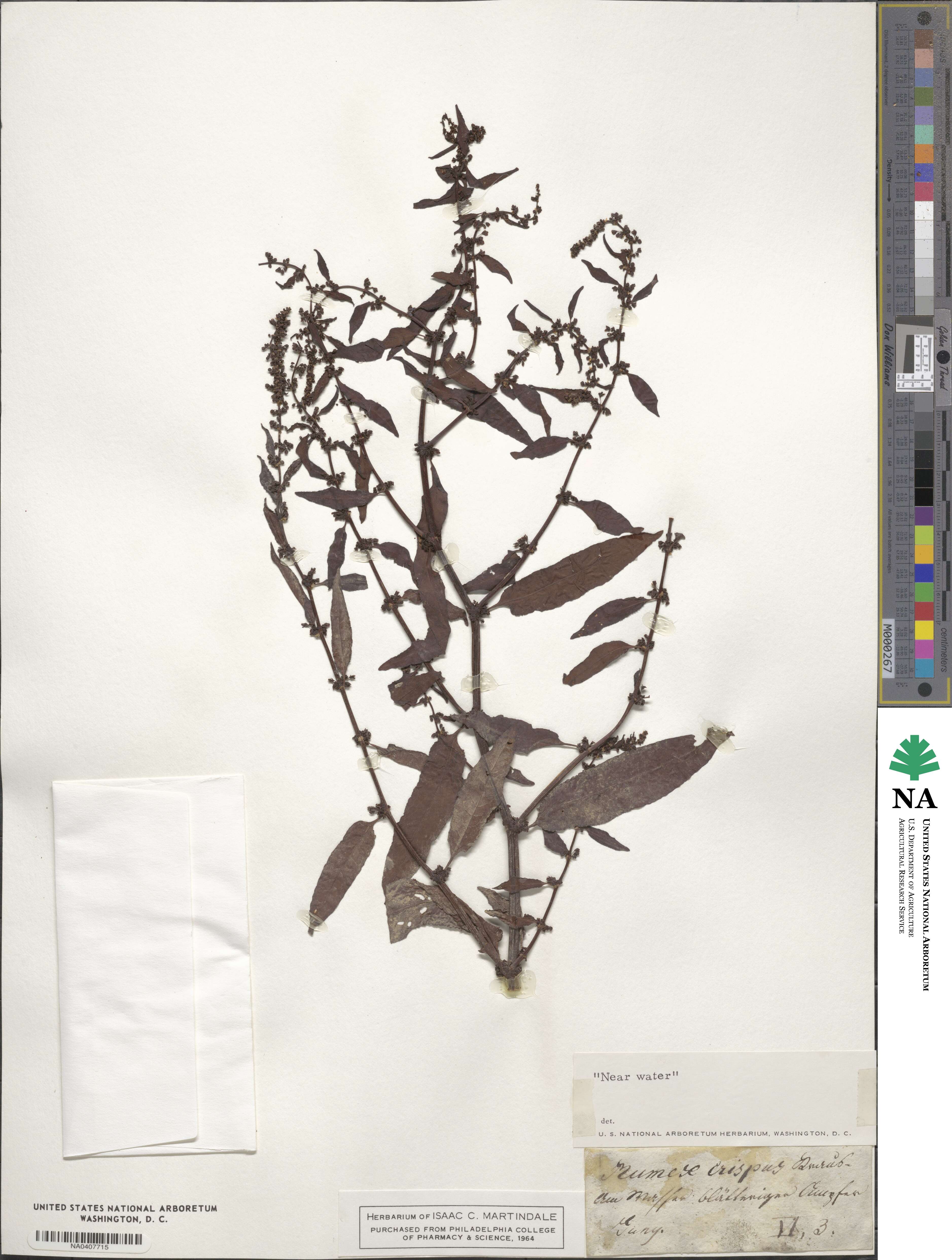 Rumex crispus image