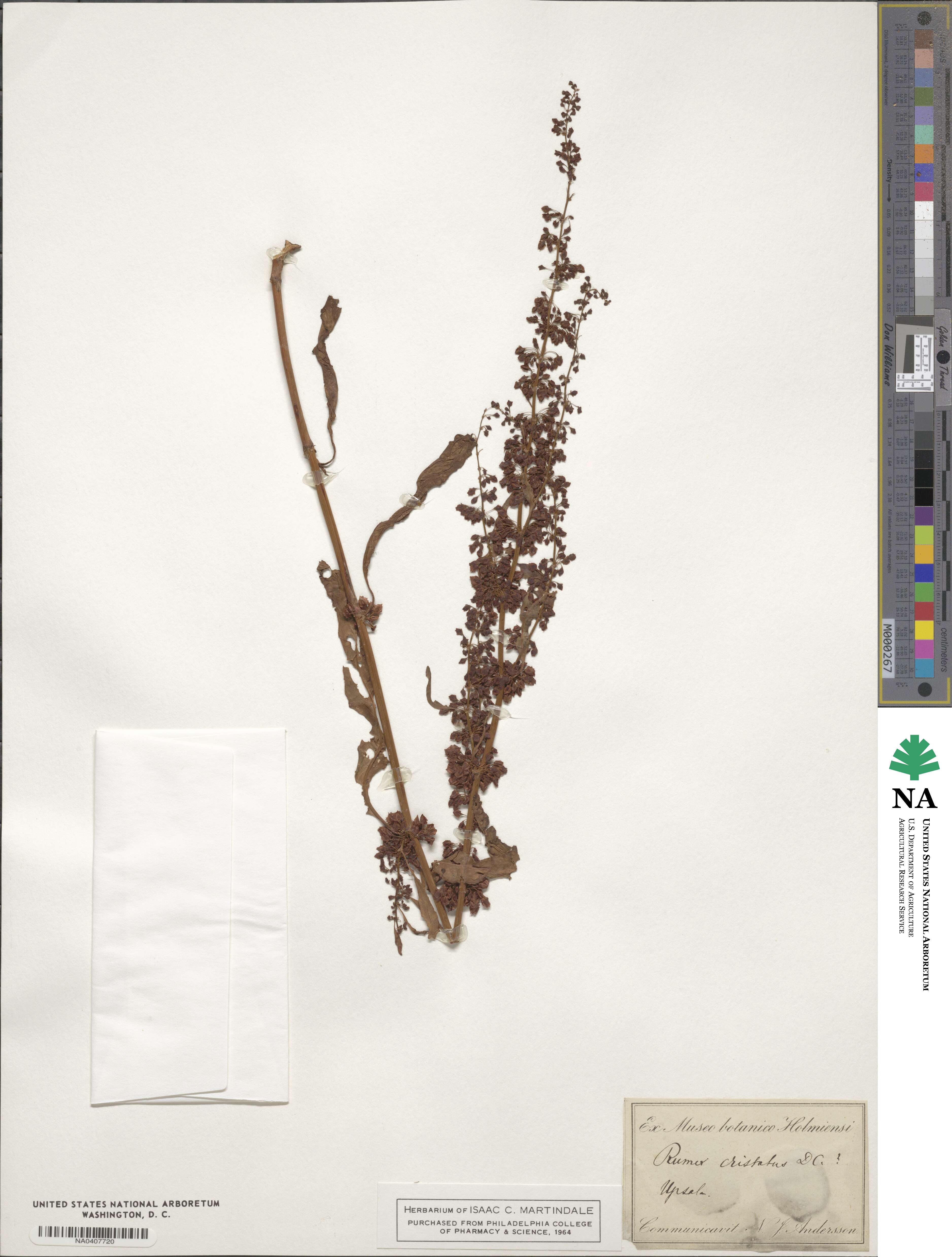 Rumex cristatus image
