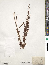 Image of Rumex cristatus