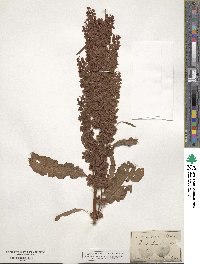 Image of Rumex longifolius