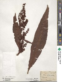 Rumex hydrolapathum image