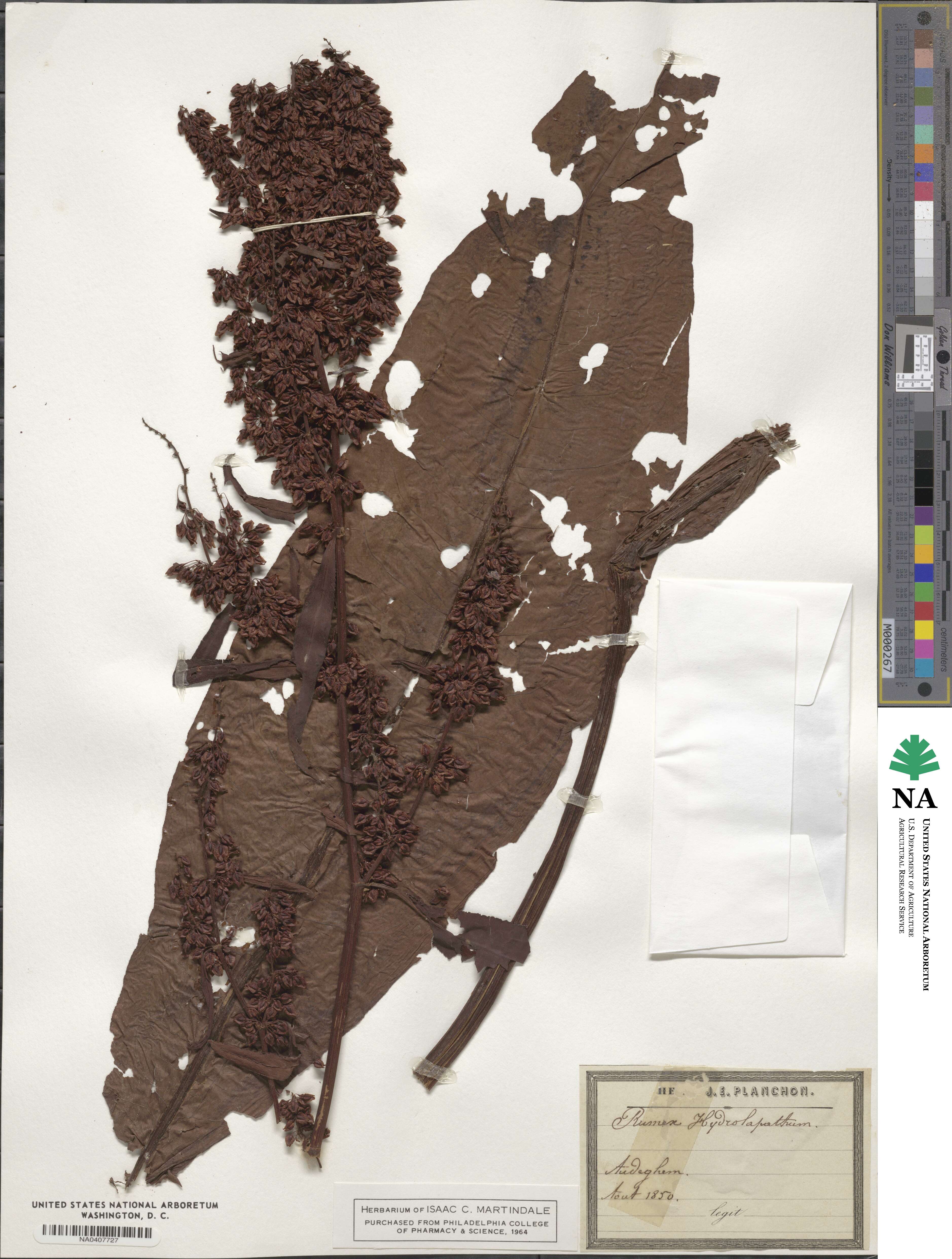 Rumex hydrolapathum image