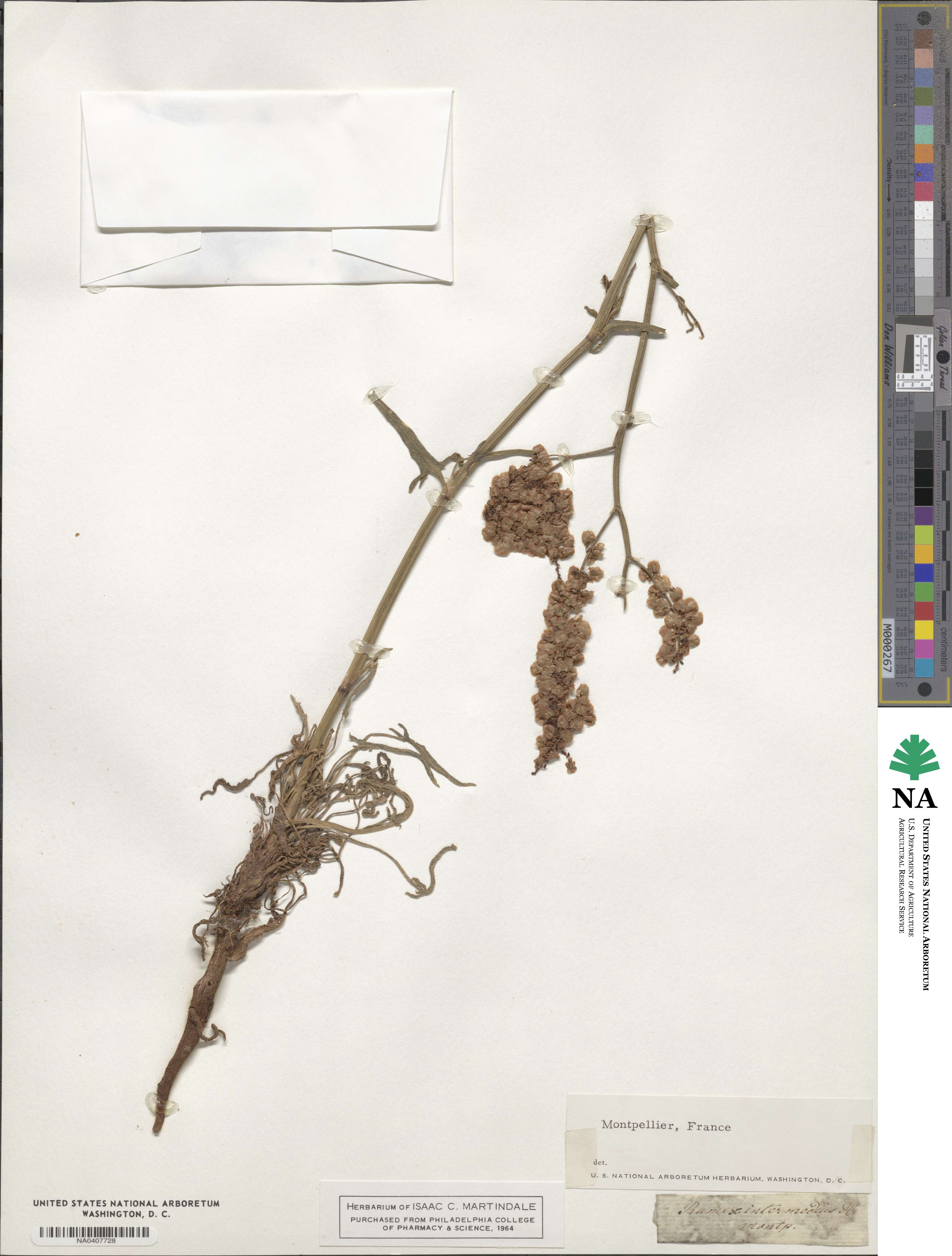 Rumex intermedius image