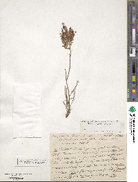 Image of Rumex intermedius