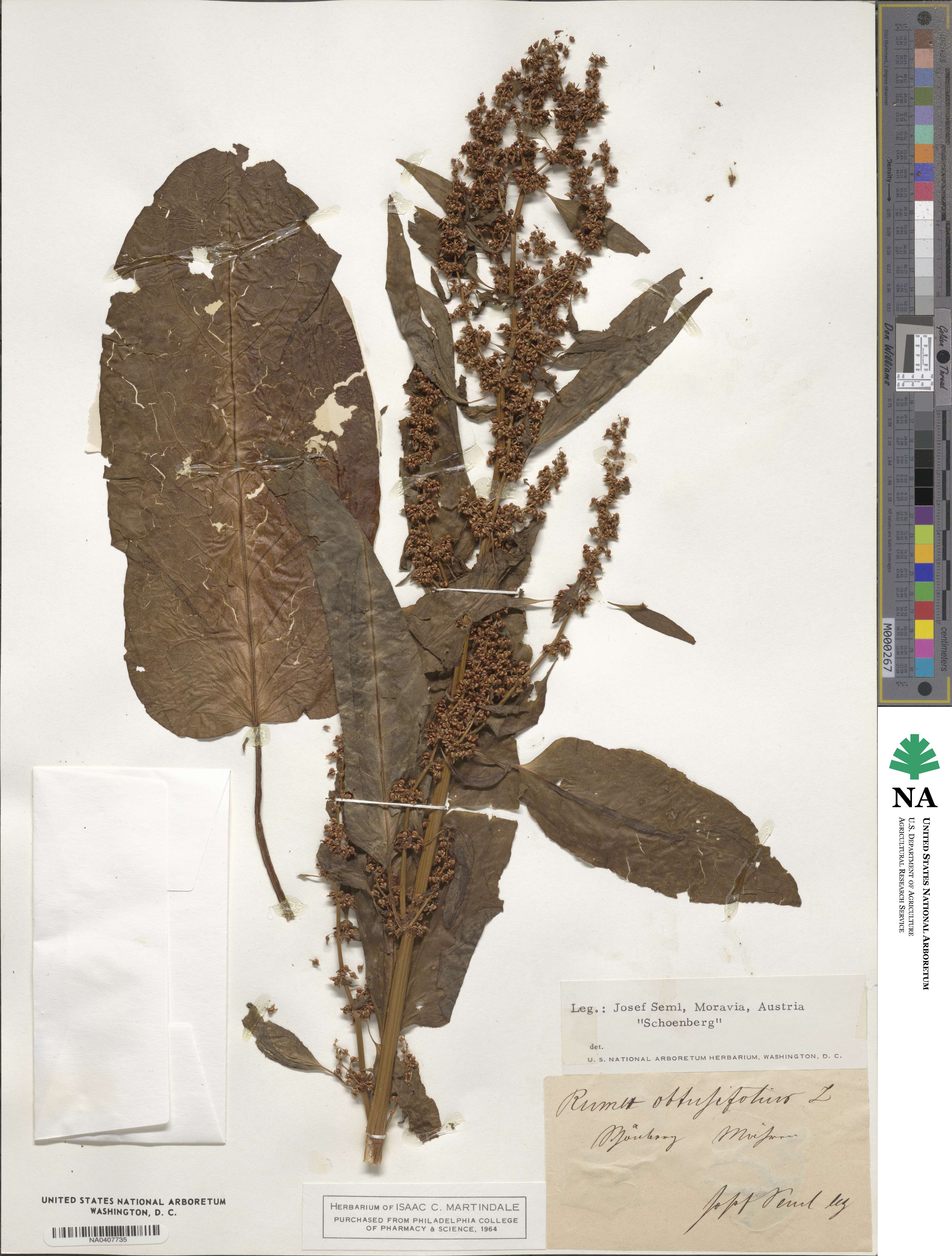 Rumex obtusifolius image
