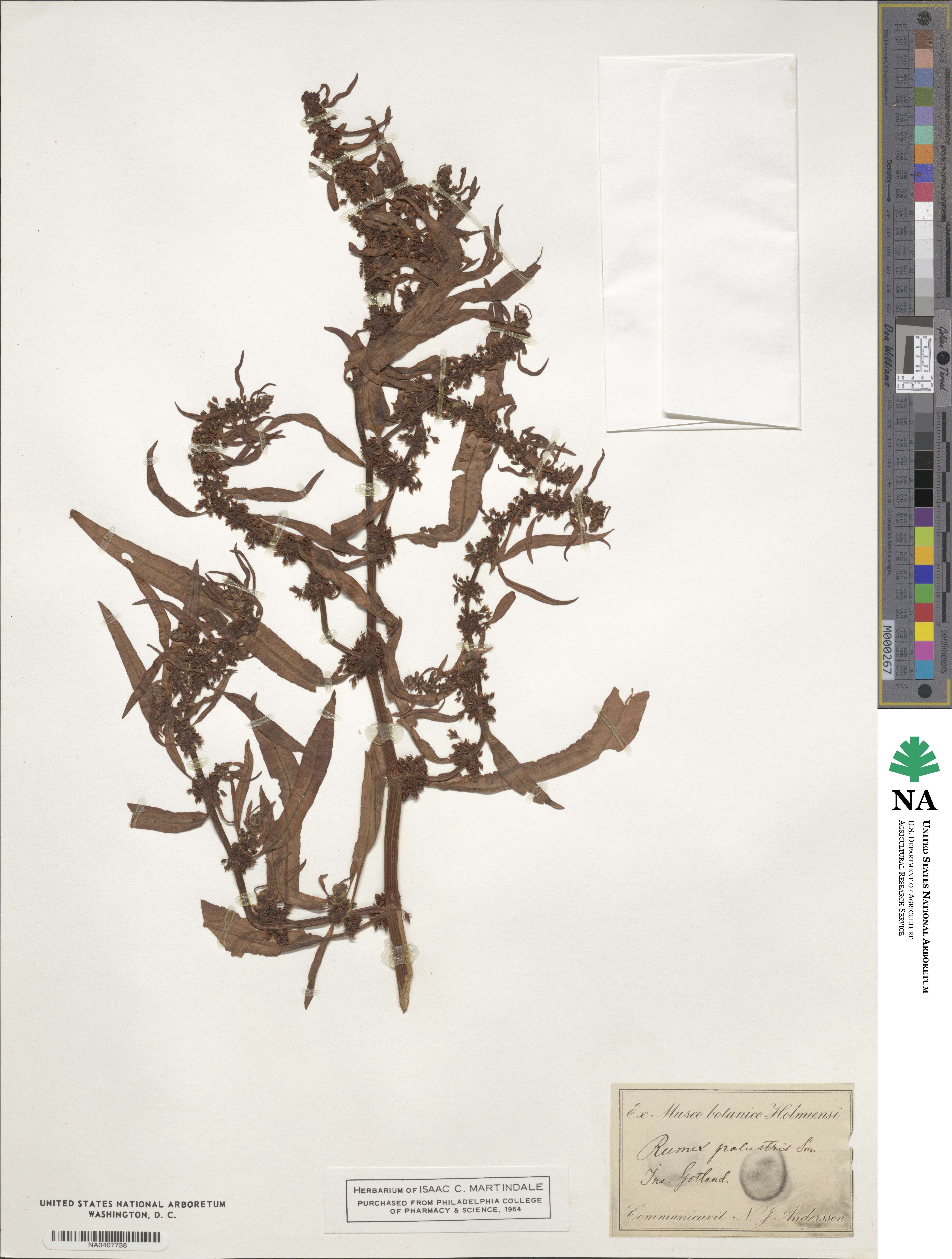 Rumex palustris image
