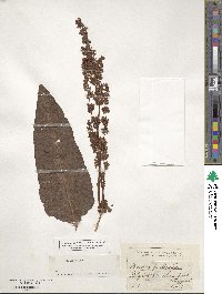 Rumex patientia image