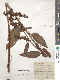Rumex patientia image