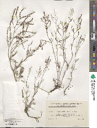 Rumex acetosella image
