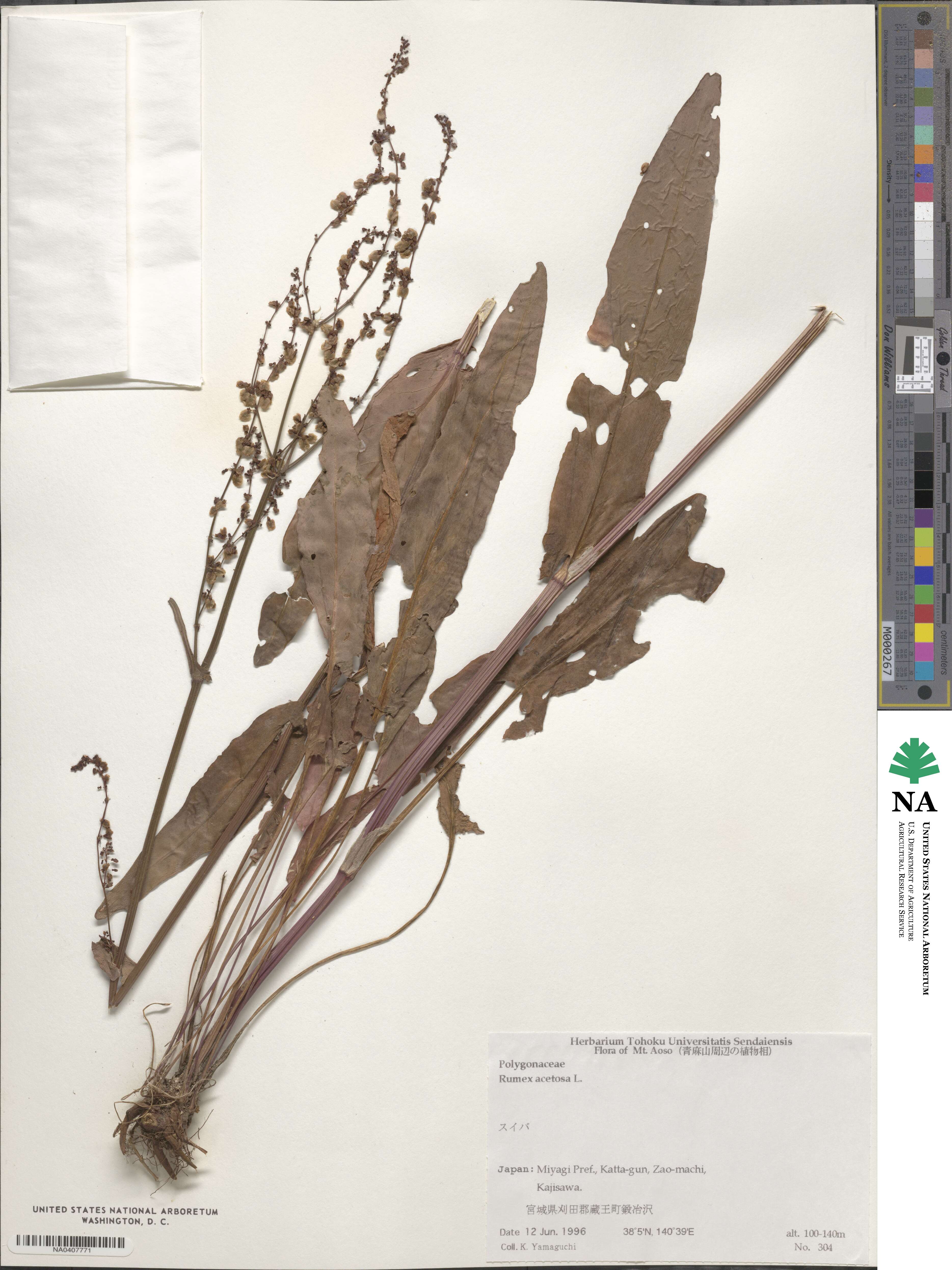 Rumex acetosa image