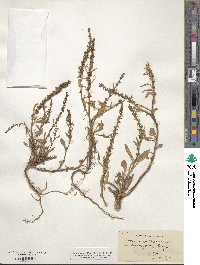 Rumex bucephalophorus image