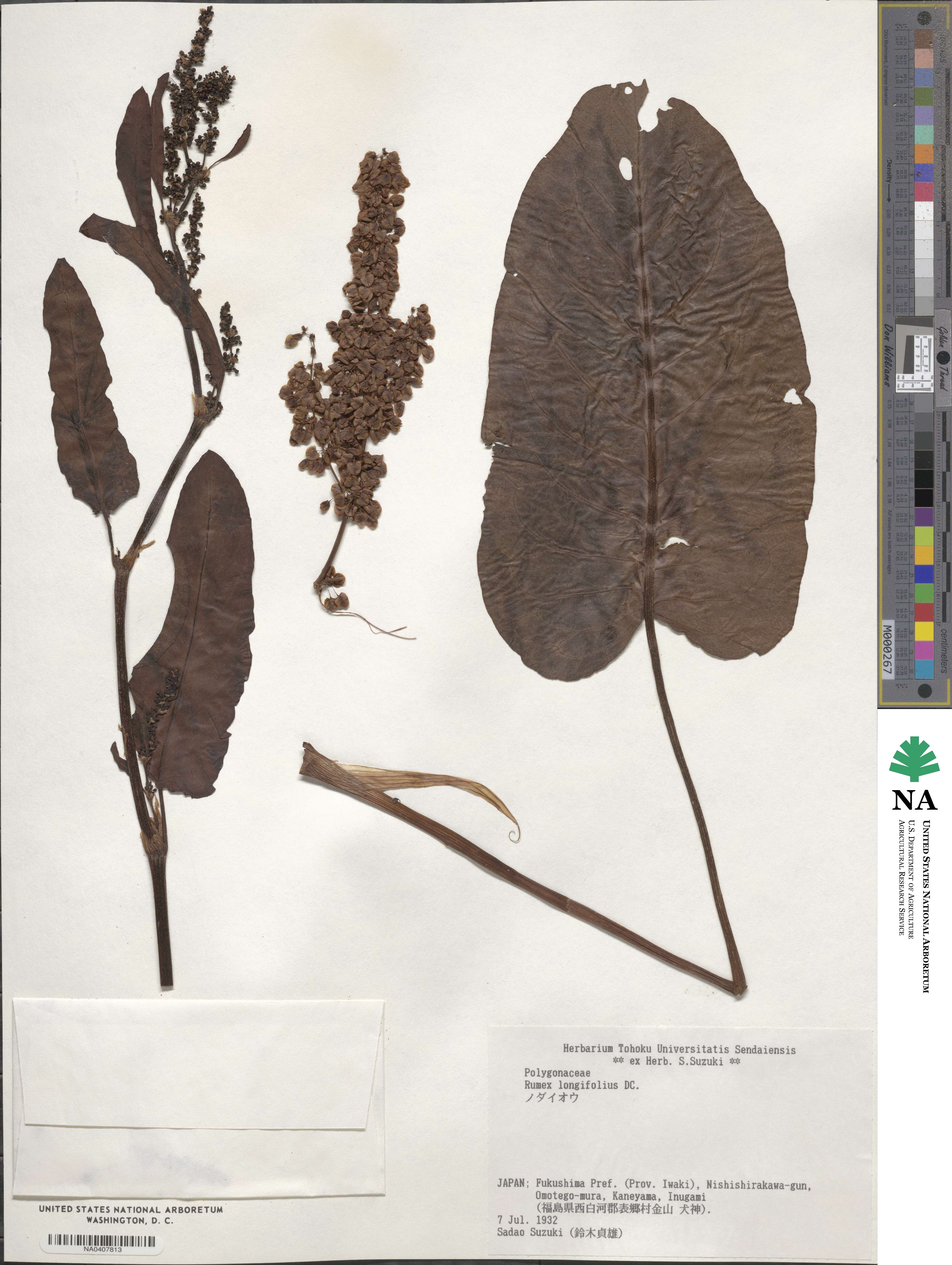 Rumex longifolius image