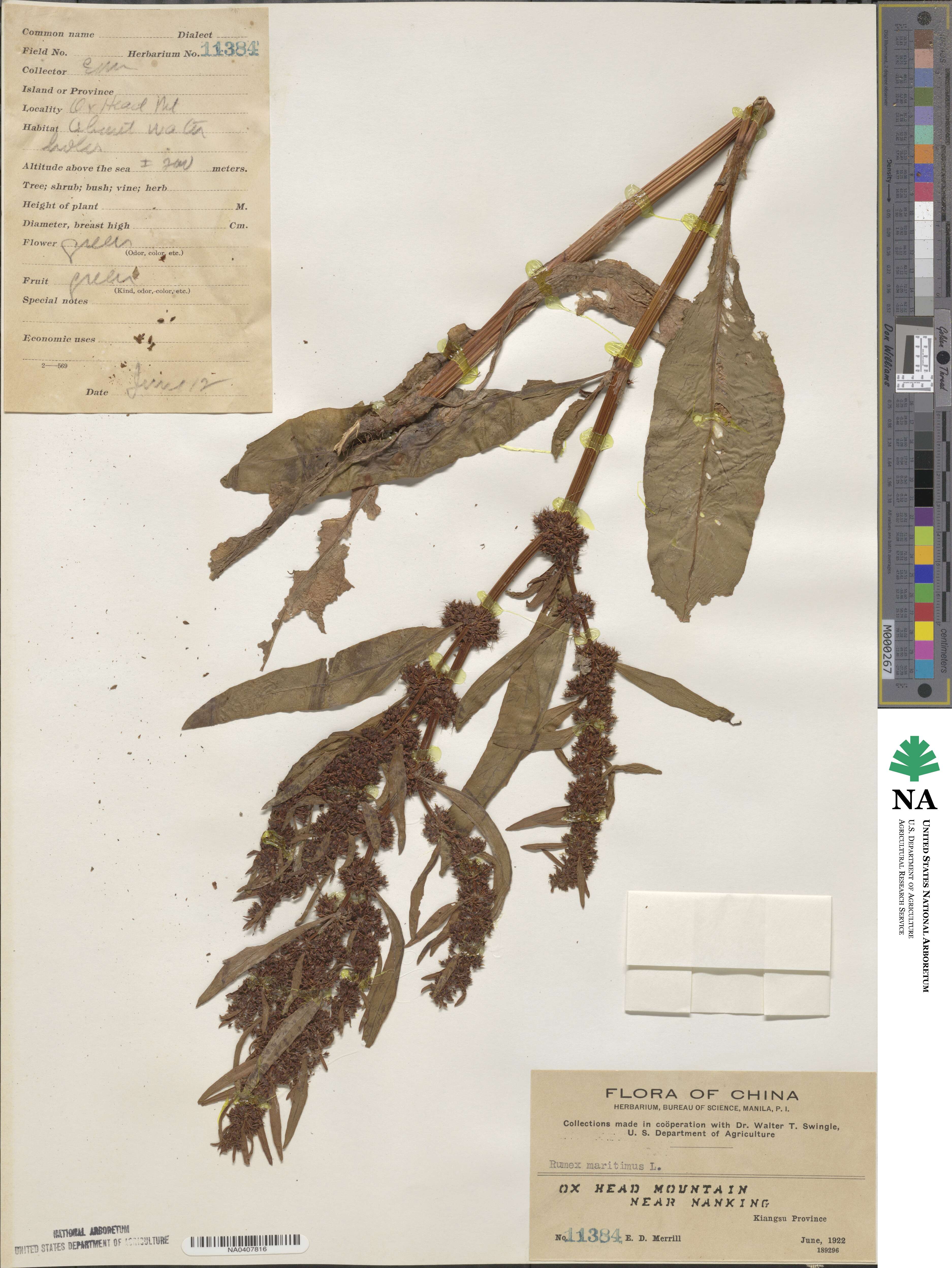 Rumex maritimus image